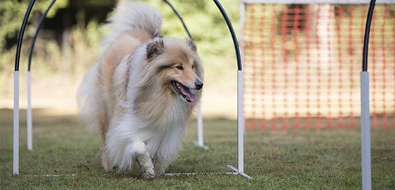 Hund läuft durch Hindernisparcour