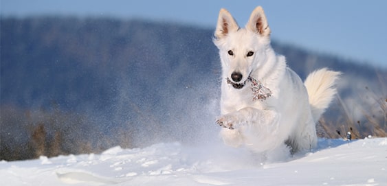 Hund im Schnee