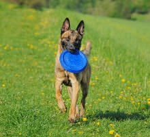 Hund mit Frisbee