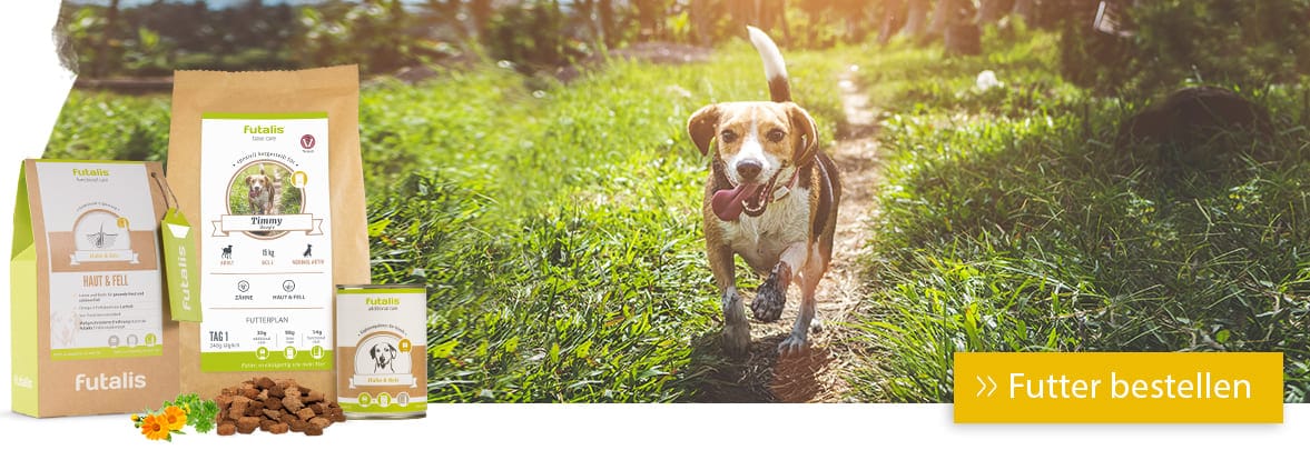 Grannen beim Hund Symptome &amp; Tipps zur Vorbeugung » futalis.de