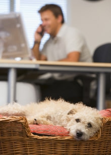 Hund im Büro