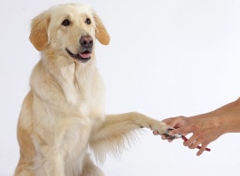 Hund beim Krallenchneiden