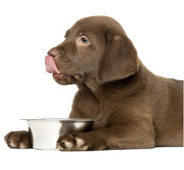 Labrador mit Napf