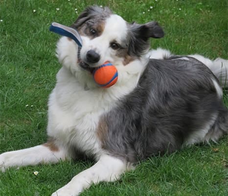 Training für Matze im Garten
