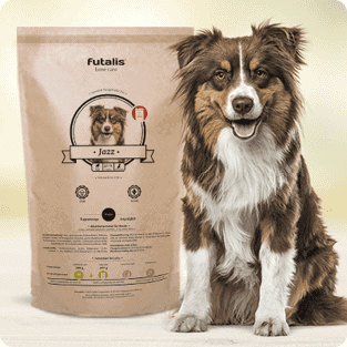 Australian Shepherd