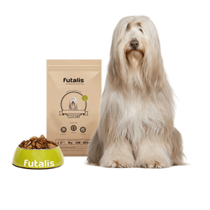 Bearded Collie