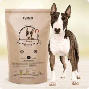 Bullterrier