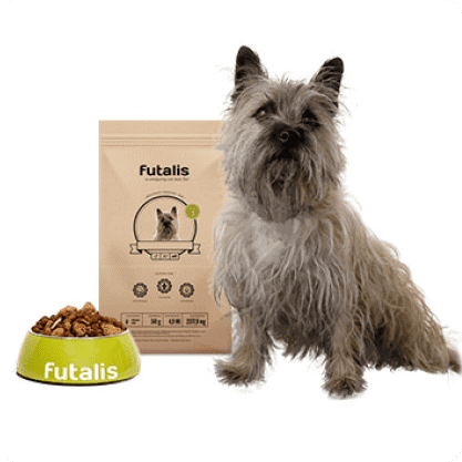Cairn Terrier