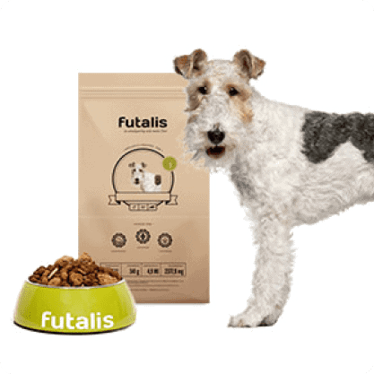 Foxterrier