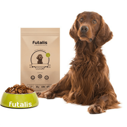 Irish Setter Futter