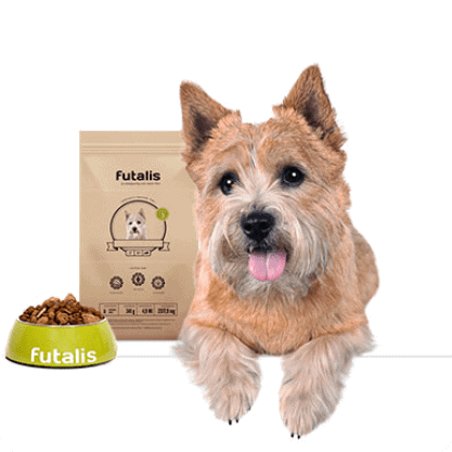 Norwich Terrier