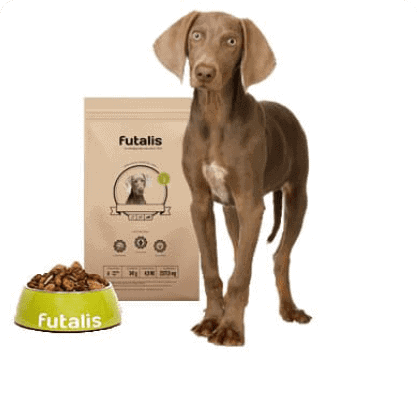 Weimaraner