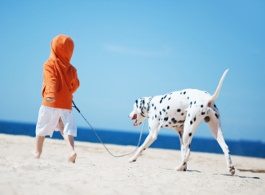 Dalmatiner am Strand
