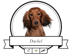 Dackel Rassenfutter