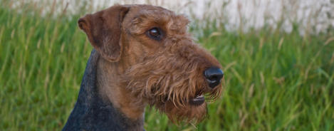 Airedale Terrier