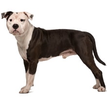 American Staffordshire Terrier Futter