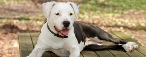 American Staffordshire Terrier Futter