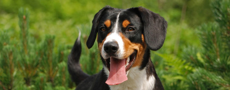 Appenzeller Sennenhund Ernährung