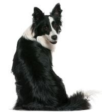 Aktivitäten Border Collie