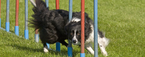 Rasseportrait Border Collie
