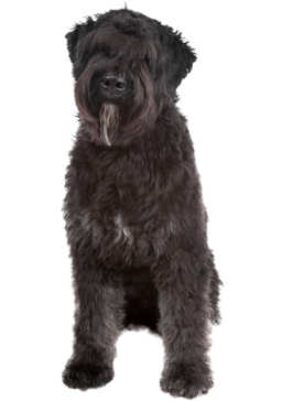 Bouvier des Flandres