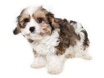 Hybridhund Cavachon