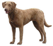 Chesapeake Bay Retriever