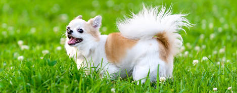 Chihuahua in Wiese