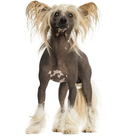Chinesischen Schopfhund Rassenmerkmale