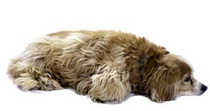 Cockapoo Designerhund