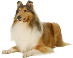 Aktivitäten Langhaar Collie
