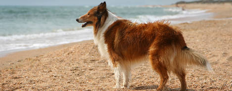 Rasseportrait Langhaar Collie