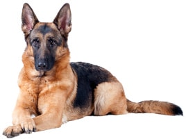 Deutscher Schäferhund Aktivitäten