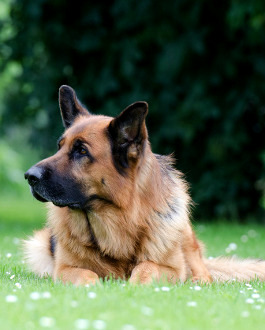 Deutscher Schäferhund Rassemerkmale