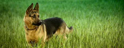 Deutscher Schäferhund Rasseportrait