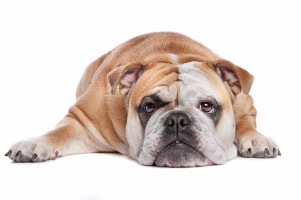 Englische Bulldogge