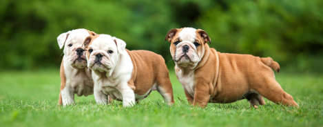 Englische Bulldogge