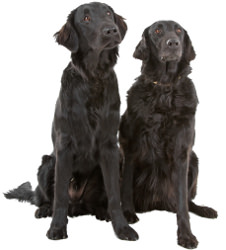 Flat Coated Retriever Rasseportrait