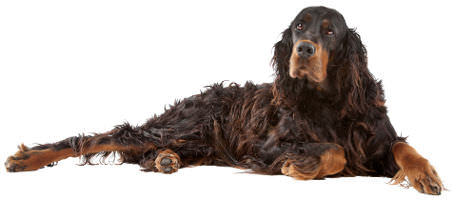 Gordon Setter