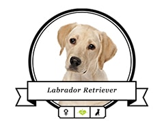 Labrador Retriever Portrait