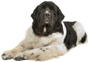Landseer