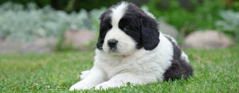 Landseer Rassenportrait