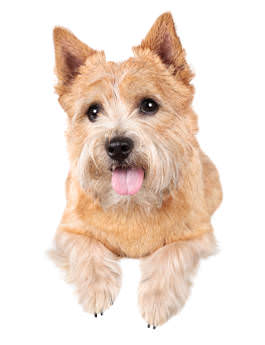 Norwich Terrier Charakter Norwich Terrier Wesen Futalis De