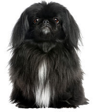 Pekingese