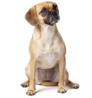 Puggle Hybridhund