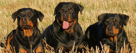 Rottweiler Rasseportrait