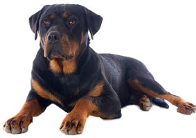 Rottweiler Aktivitäten und Charakter