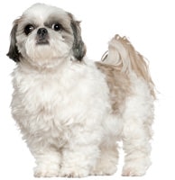 Shih Tzu