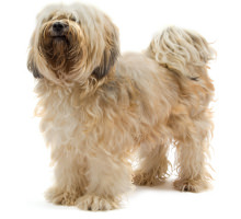 Wesen des Tibet Terriers