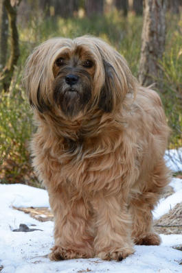 Rassemerkmale Tibet Terrier